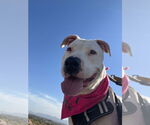 Small #15 American Pit Bull Terrier Mix