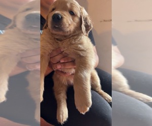 Golden Labrador Puppy for sale in FORT WAYNE, IN, USA