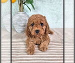 Small #3 Cavapoo (Standard)