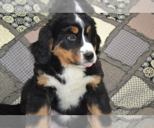 Medium Photo #1 Bernese Mountain Dog Puppy For Sale in GREENWOOD, WI, USA