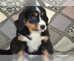 Puppy Orla Bernese Mountain Dog