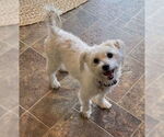 Small #3 Mutt