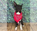 Small #5 American Pit Bull Terrier Mix