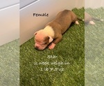 Puppy Star American Bulldog