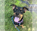 Small Jack Russell Terrier-Mountain Cur Mix