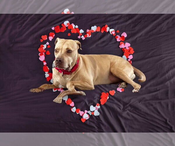 Medium Photo #22 American Pit Bull Terrier-Unknown Mix Puppy For Sale in Oakhurst, NJ, USA