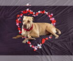 Small #21 American Pit Bull Terrier Mix