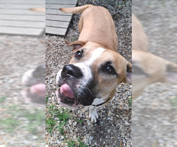 Medium Photo #3 Boxer-Mountain Cur Mix Puppy For Sale in Mountain View, AR, USA