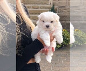 Maltese Puppy for sale in ADDISON, TX, USA