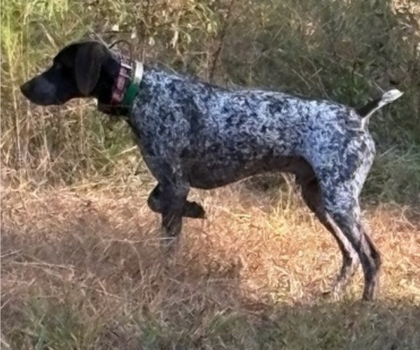 Medium Photo #1 German Shorthaired Pointer Puppy For Sale in HOPE MILLS, NC, USA