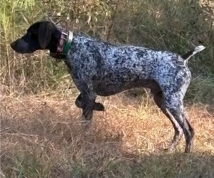 Father of the German Shorthaired Pointer puppies born on 05/26/2026