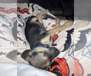 Elfie - Female German Shepherd Dog-Unknown Mix Dog for Adoption - Photo #4