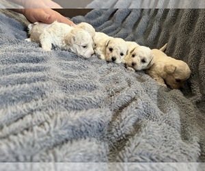 Poodle (Miniature) Puppy for sale in GRANGER, WA, USA