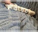 Small Poodle (Miniature)