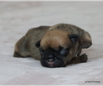 Small Photo #18 French Bulldog Puppy For Sale in WINNSBORO, TX, USA