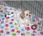 Small Photo #3 Shih Tzu Puppy For Sale in ORO VALLEY, AZ, USA