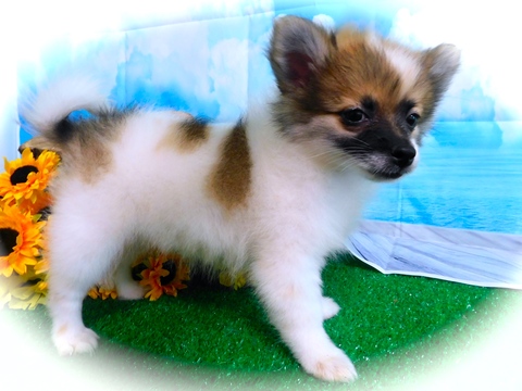 Medium Photo #1 Pomeranian Puppy For Sale in HAMMOND, IN, USA