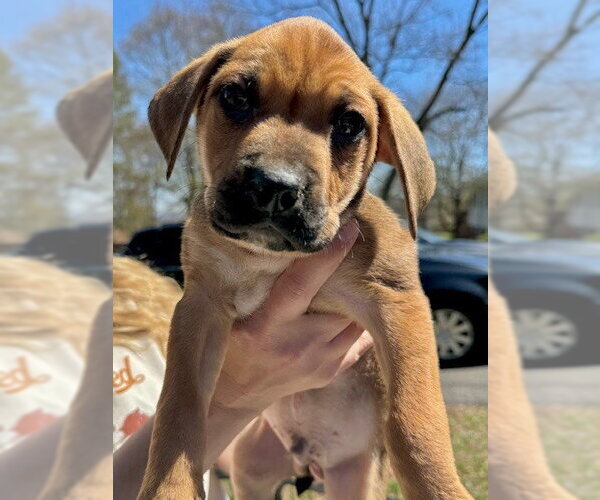 Medium Photo #14 Labrottie Puppy For Sale in Brewster, NY, USA