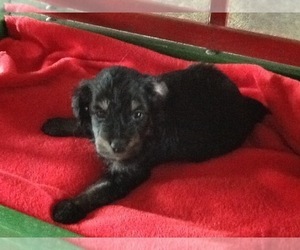 Aussiedoodle-Aussiedoodle Miniature Mix Puppy for sale in HAZLETON, IA, USA