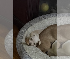 Chihuahua Puppy for sale in GOLDSBORO, NC, USA