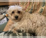 Small #4 Maltese-Poodle (Toy) Mix