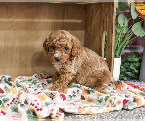 Medium Photo #3 Poodle (Miniature) Puppy For Sale in SYRACUSE, IN, USA