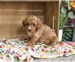 Small #2 Poodle (Miniature)