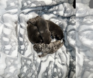 French Bulldog Puppy for sale in HAYWARD, CA, USA