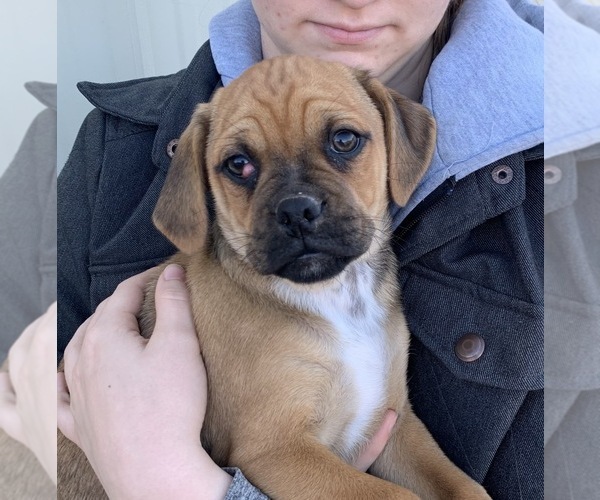 Medium Photo #1 Puggle Puppy For Sale in DILLWYN, VA, USA