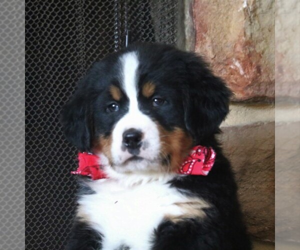 Medium Photo #3 Bernese Mountain Dog Puppy For Sale in FREDERICKSBRG, PA, USA