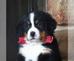 Small Photo #3 Bernese Mountain Dog Puppy For Sale in FREDERICKSBRG, PA, USA