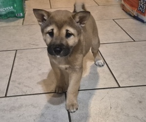 Shiba Inu Puppy for sale in PINSON, AL, USA