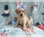 Small #1 Goldendoodle