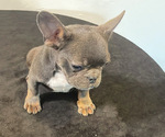 Small #2 French Bulldog