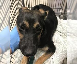 Labrador Retriever-Unknown Mix Dogs for adoption in Conroe, TX, USA