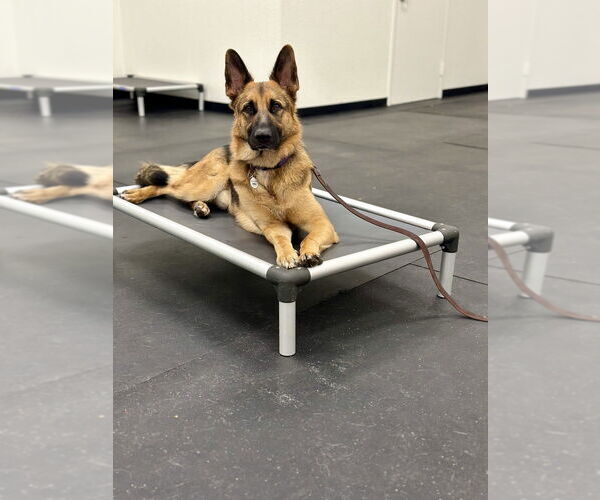 Medium Photo #4 German Shepherd Dog Puppy For Sale in West Sacramento, CA, USA