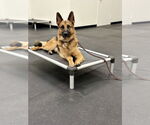 Small #3 German Shepherd Dog