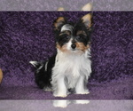 Small #1 Yorkshire Terrier