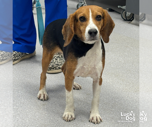 Beagle-Unknown Mix Dogs for adoption in Washington, DC, USA