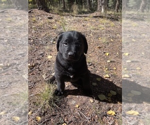 Bernedoodle-Labradoodle Mix Puppy for sale in COLORADO SPRINGS, CO, USA