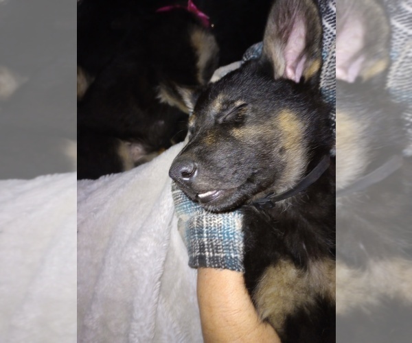 Medium Photo #10 German Shepherd Dog Puppy For Sale in FRANKLIN, GA, USA