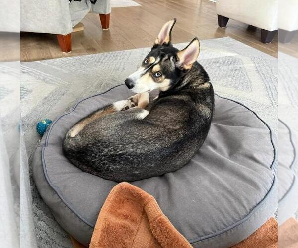 Medium Photo #3 Siberian Husky-Unknown Mix Puppy For Sale in Caldwell, NJ, USA