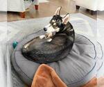 Small #2 Siberian Husky Mix