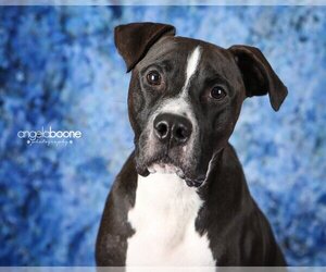 Champ - Male American Pit Bull Terrier-Unknown Mix Dog for Adoption - Photo #9