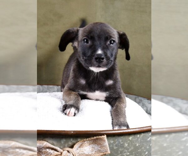 Medium Photo #3 Boxador Puppy For Sale in Sheridan, CO, USA