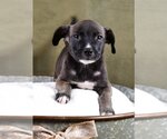 Small Photo #3 Boxador Puppy For Sale in Sheridan, CO, USA