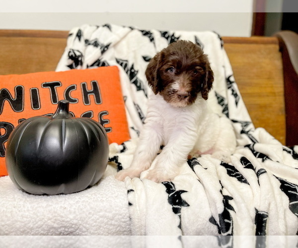 Medium Photo #2 Labradoodle Puppy For Sale in DIXON, IL, USA