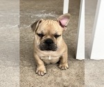Puppy 5 French Bulldog