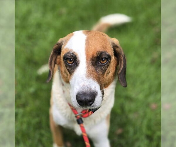 Medium Photo #1 Beagle Puppy For Sale in Yardley, PA, USA