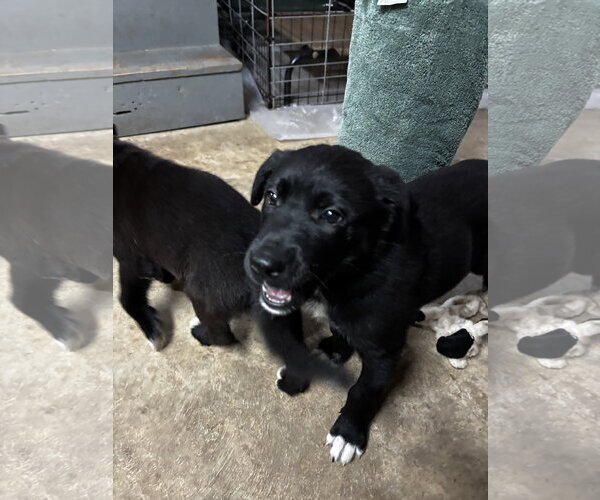 Medium Photo #5 Shepradors Puppy For Sale in Macon, MO, USA